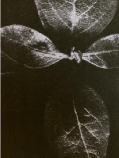 Picture of Artwork Bloom